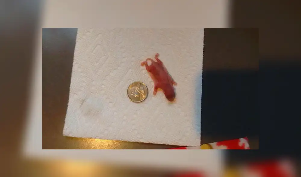 En Facebook, la joven encontró al pequeño animal en la calle con pocas probabilidades de sobrevivir y solo pesaba 4 gramos.