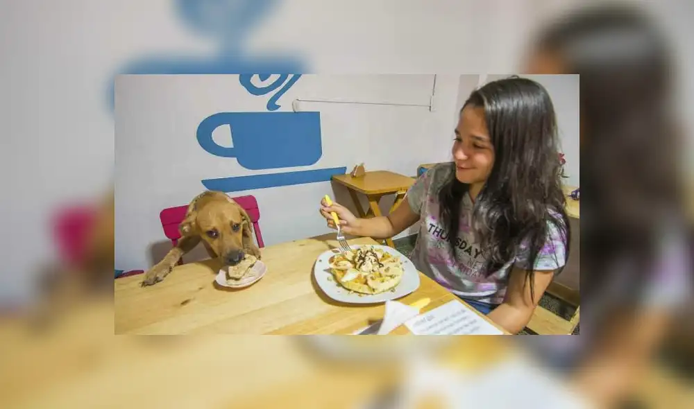 Siete lugares de Lima donde te dejarán entrar con tu mascota