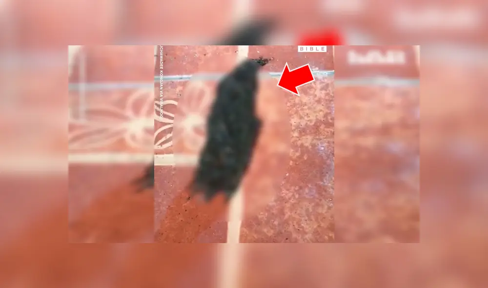 Video se viralizó en YouTube. Un hombre terminó con los pelos de punta al descubrir cientos de aterradoras criaturas desplazándose por el piso de su cocina. Video se viralizó en YouTube. Un hombre terminó con los pelos de punta al descubrir cientos de aterradoras criaturas desplazándose por el piso de su cocina.