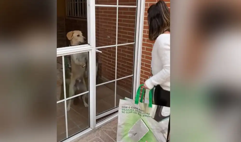 Desliza las imágenes para ver más detalles sobre esta escena que muestra la habilidad de un perro para abrir la puerta a su dueña. Foto: captura de TikTok