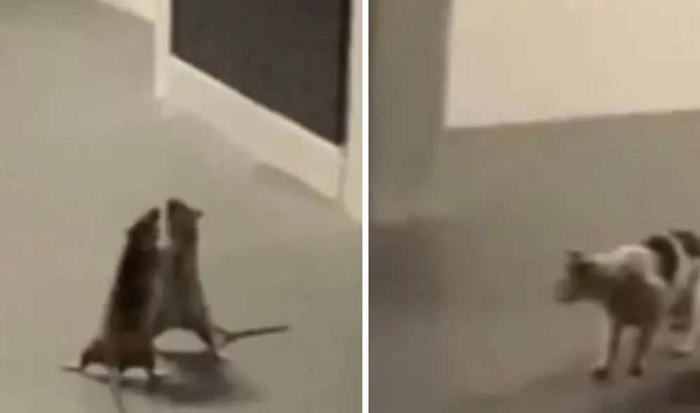 El gato se convirtió en un mero espectador de la brutal pelea. Foto: Captura/Facebook/Cheez Goh