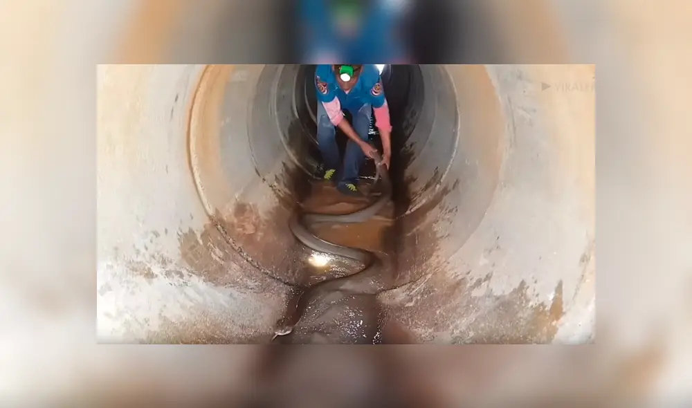 Un video viral de Facebook registró el instante en que un cazador se metió a un subterráneo para sacar a una venenosa serpiente de su escondite, sin imaginar lo que pasaría. Un video viral de Facebook registró el instante en que un cazador se metió a un subterráneo para sacar a una venenosa serpiente de su escondite, sin imaginar lo que pasaría.