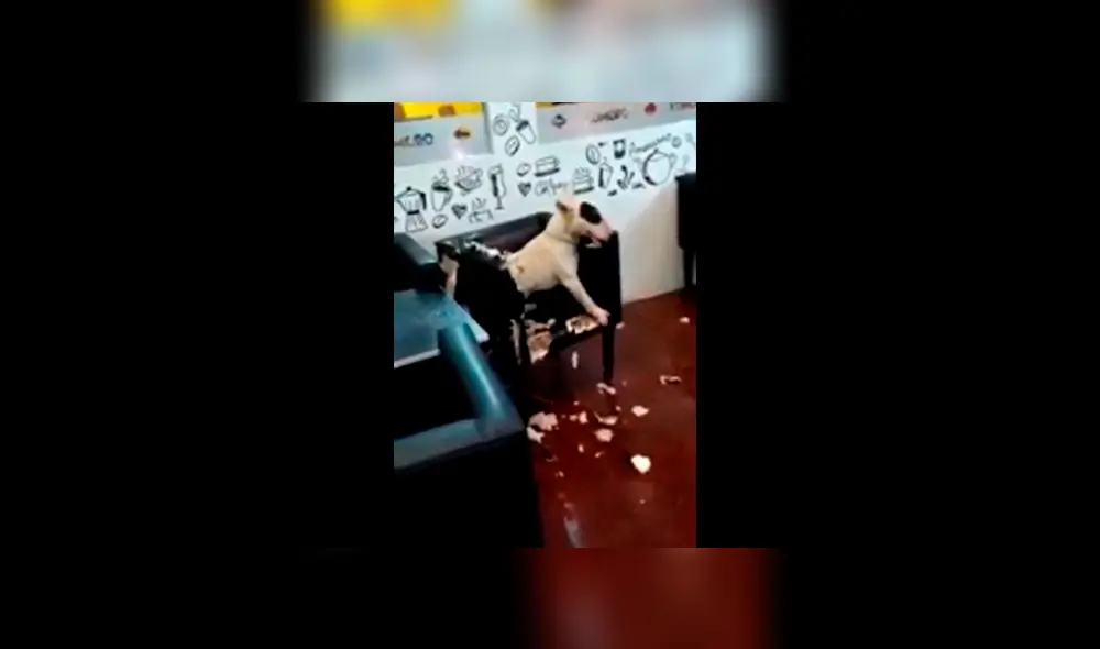 Facebook viral: perro enloquecido es detenido por la policía tras causar destrozos en heladería [VIDEOS]
