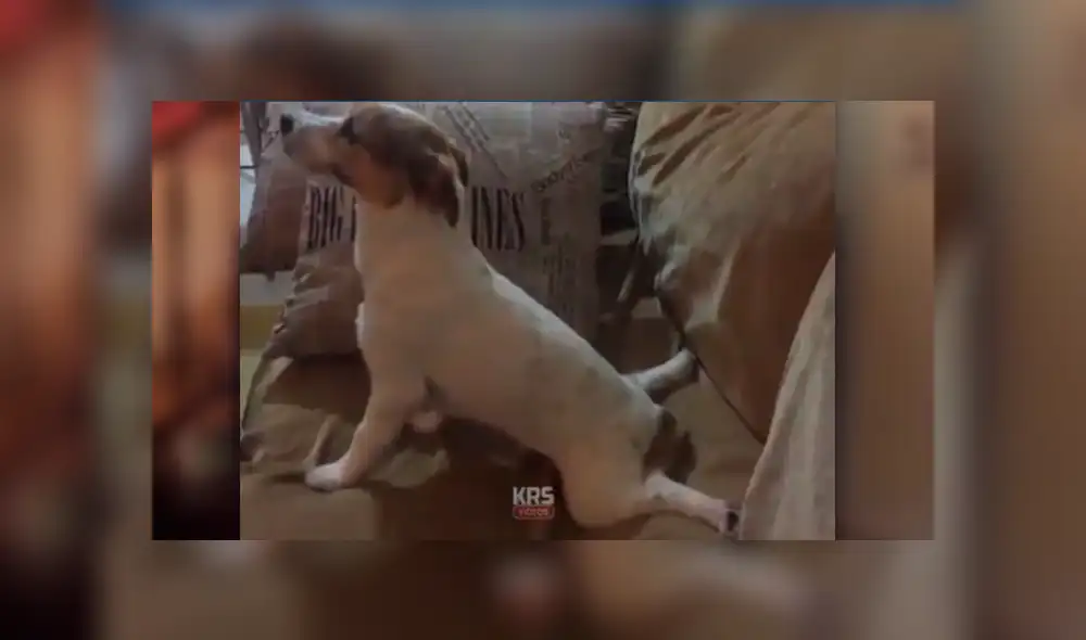 Desliza las imágenes hacia la izquierda para apreciar la reacción de un perro tras mirar películas de terror. Desliza las imágenes hacia la izquierda para apreciar la reacción de un perro tras mirar películas de terror.