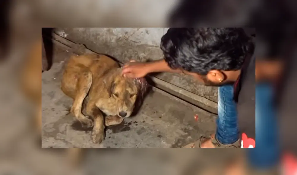 Desliza hacia la izquierda para ver las imágenes del proceso de recuperación de un perro callejero que fue hallado con larvas en el cuerpo. El video es viral en Facebook. Desliza hacia la izquierda para ver las imágenes del proceso de recuperación de un perro callejero que fue hallado con larvas en el cuerpo. El video es viral en Facebook.