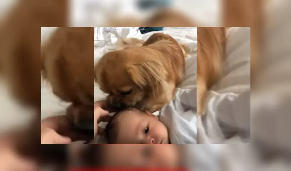 Video es viral en TikTok. La dueña del can grabó la emotiva escena que protagonizó su mascota al presentarle a su bebé recién nacido. Video es viral en TikTok. La dueña del can grabó la emotiva escena que protagonizó su mascota al presentarle a su bebé recién nacido.