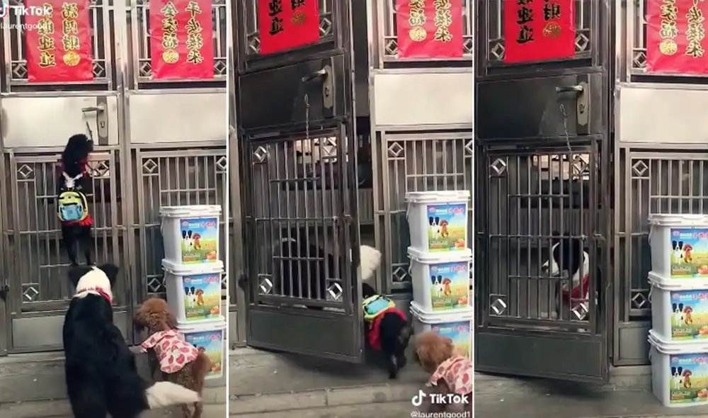 Las imágenes revelan la 'astucia' de este grupo de cachorros para entrar a jugar a una vivienda. Foto: captura de TikTok Las imágenes revelan la 'astucia' de este grupo de cachorros para entrar a jugar a una vivienda. Foto: captura de TikTok