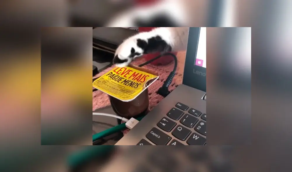 Desliza las imágenes para ver la peculiar escena que protagonizó este gato travieso al intentar robarle su comida a su dueña. Foto: Viralhog Desliza las imágenes para ver la peculiar escena que protagonizó este gato travieso al intentar robarle su comida a su dueña. Foto: Viralhog