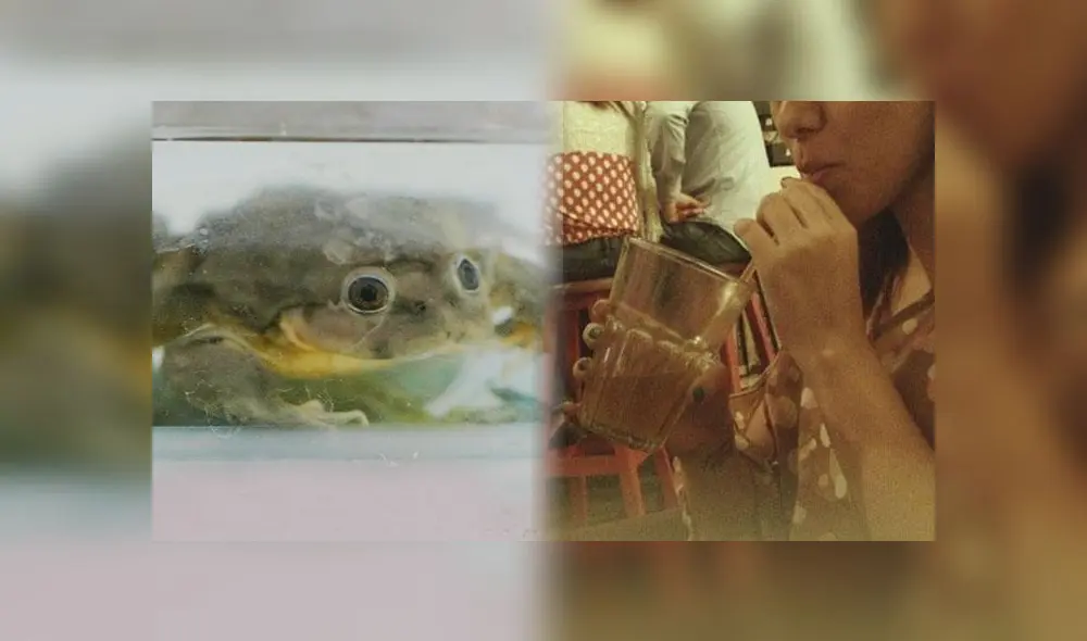La verdad tras el "beneficio" a la salud que brinda el extracto de rana [VIDEO]