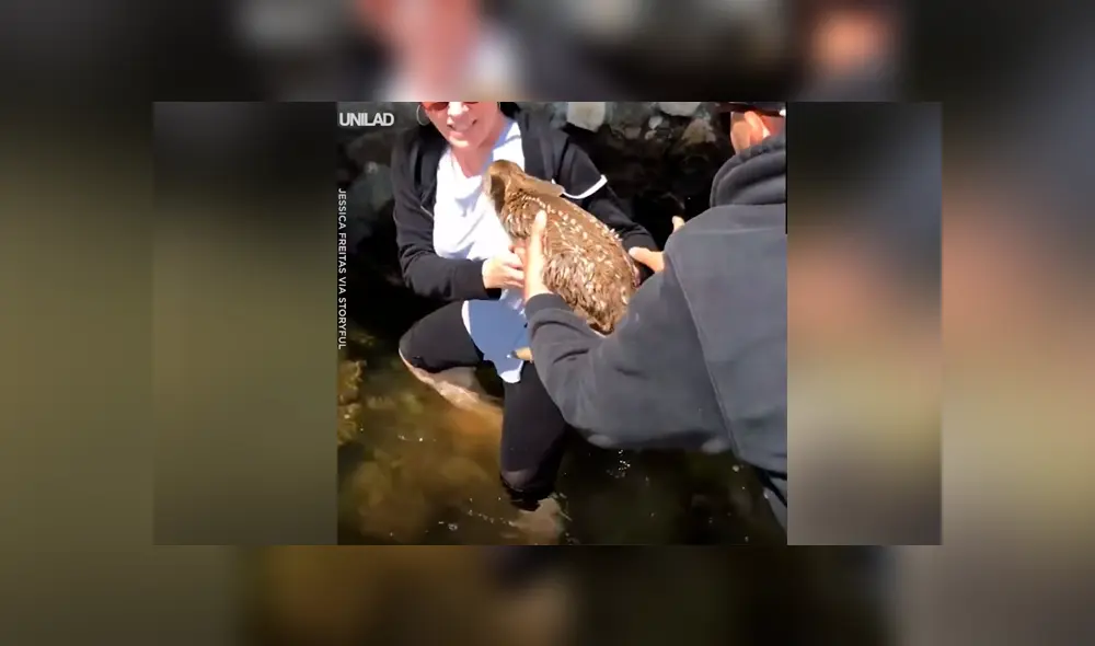 Un video viral de Facebook registró el conmovedor instante en que una familia rescató a una pequeña criatura que estaba a punto morir ahogada en una laguna.