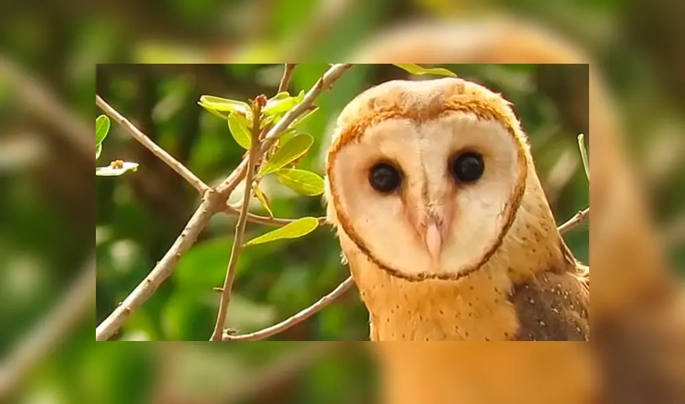 YouTube viral: una furiosa gallina defendió a sus pollitos del ataque de un búho [VIDEO] 