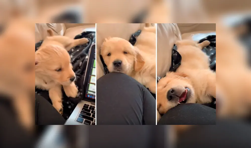 Desliza las imágenes para conocer el tierno comportamiento de un perro al intentar mantenerse despierto.