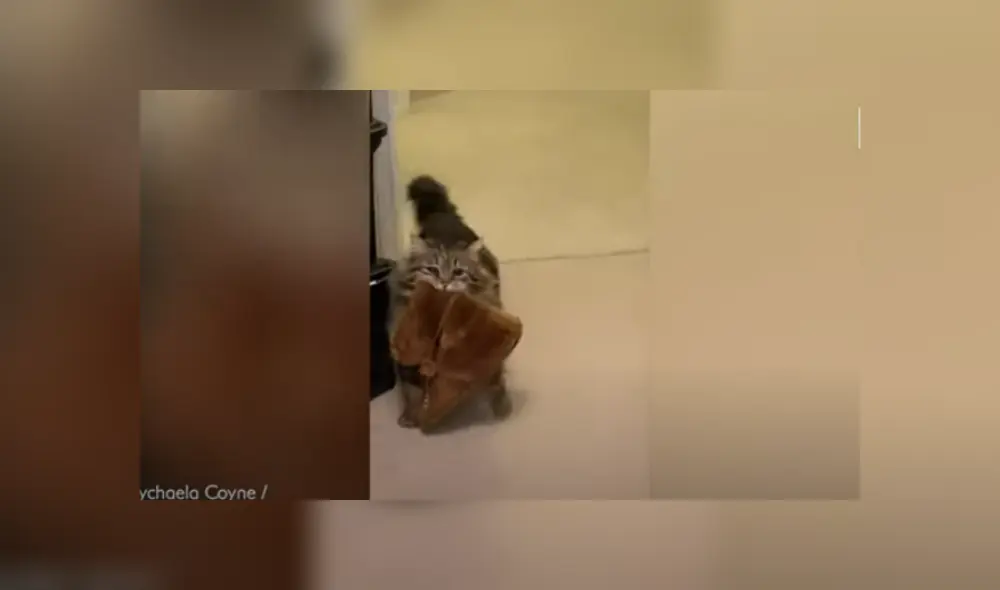 Desliza hacia la izquierda para ver más del video viral Desliza hacia la izquierda para ver más del video viral