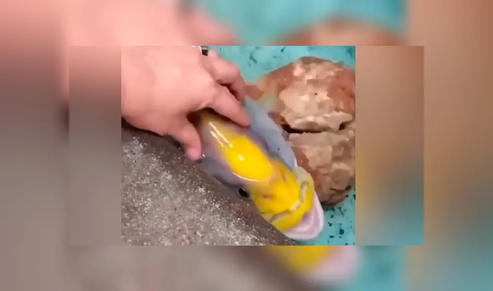 YouTube viral: hombre acaricia a extraño pez y este enternece al comportarse como una ‘mascota’