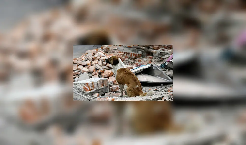 ¿Cómo afronto un sismo si tengo mascotas? Aquí te enseñamos ¿Cómo afronto un sismo si tengo mascotas? Aquí te enseñamos