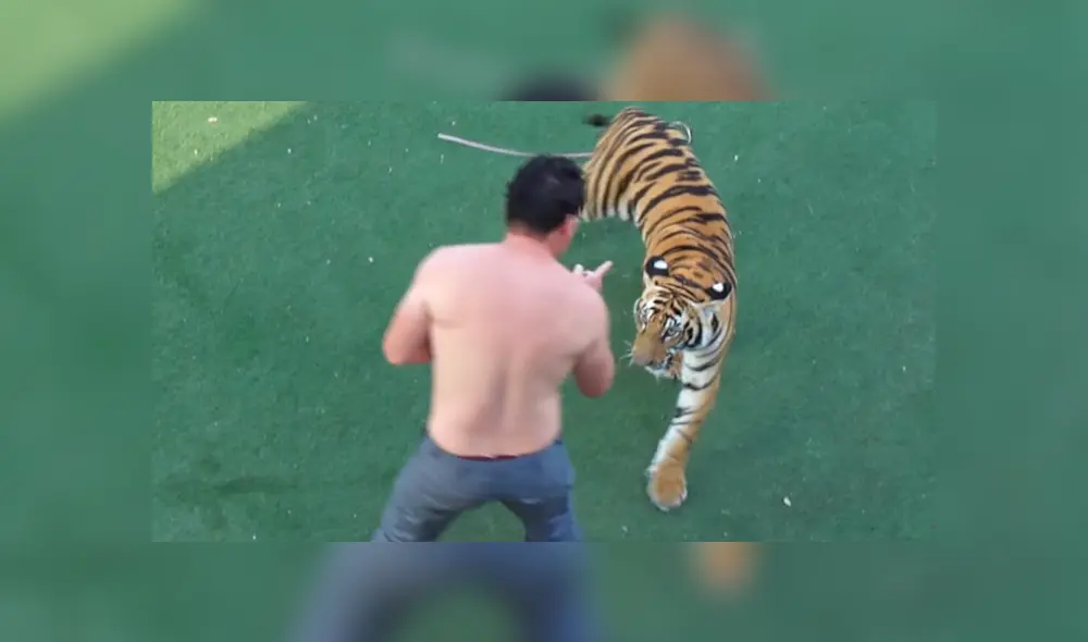 Arriesgado cuidador que aparece en el video de YouTube intentó adiestrar a un enfurecido tigre.