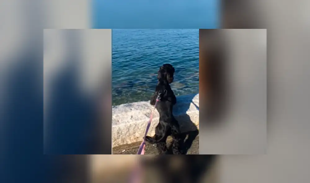 Desliza las imágenes para ver la emotiva escena que protagonizó una perrita ciega y su dueña. Foto: Captura/Youtube Desliza las imágenes para ver la emotiva escena que protagonizó una perrita ciega y su dueña. Foto: Captura/Youtube