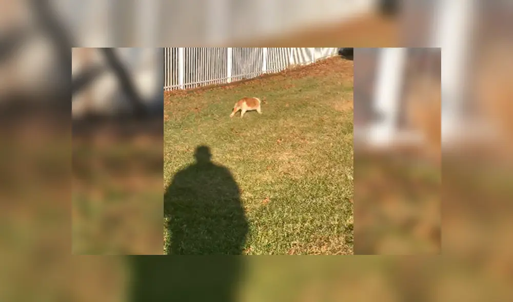 En Facebook, un gato deseaba salir de su hogar para visitar a sus amigos sin imaginar que su peso se lo impediría. En Facebook, un gato deseaba salir de su hogar para visitar a sus amigos sin imaginar que su peso se lo impediría.