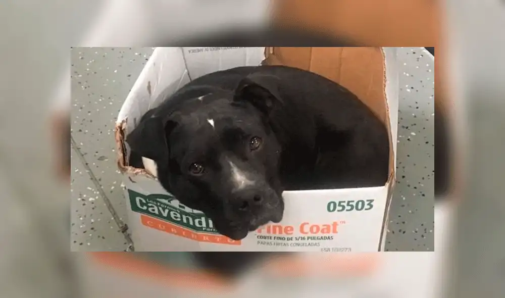 "Es la única forma en que dormirá", asegura la cuidadora de Captain. Foto: Detroit Dog Rescue / Facebook.
