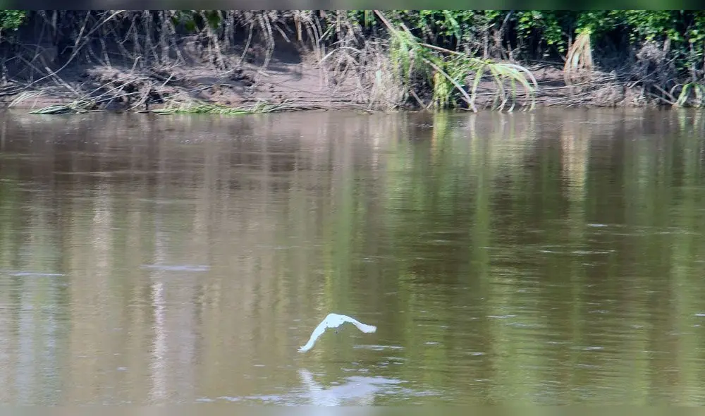 La Chicua: un ave y un lugar mágico de la selva peruana La Chicua: un ave y un lugar mágico de la selva peruana