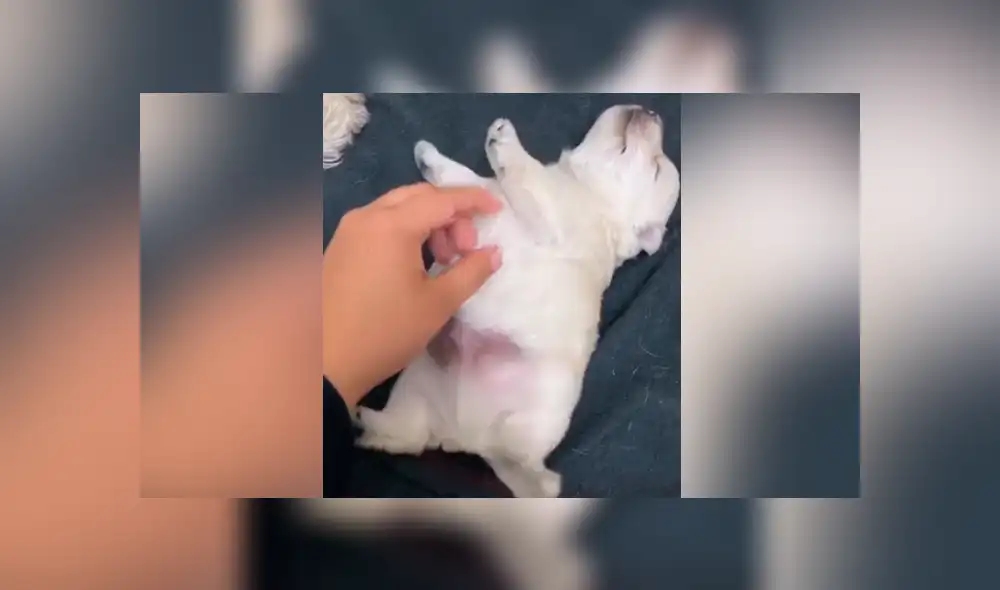 Tiktok viral: perro bebé recibe caricias de su dueña por primera vez y tiene increíble reacción