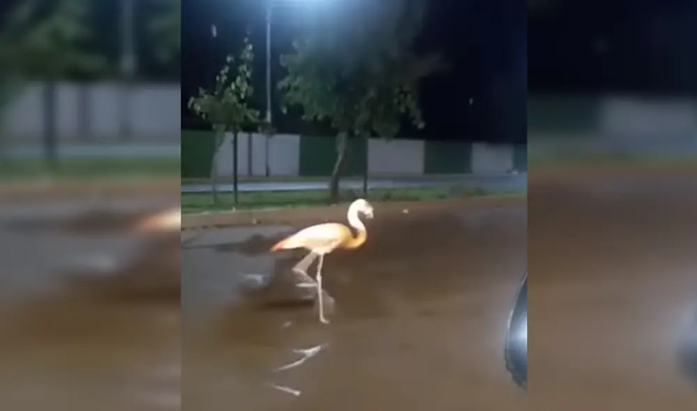 Captan a parihuana en el Cercado de Arequipa y luego aparece muerta.