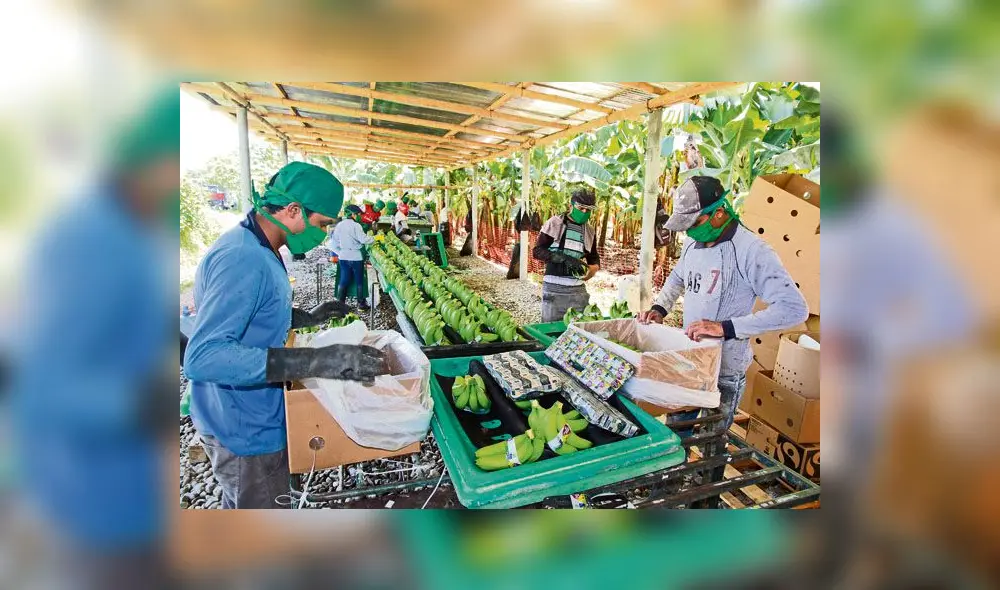 Exportación de banano orgánico peruano alcanzaría los 155 millones de dólares este año