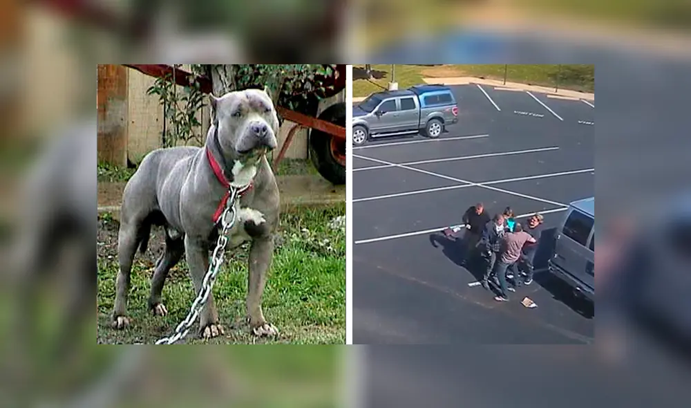 Captan el ataque de un perro pitbull a niña de cinco años en un estacionamiento [VIDEO] 
