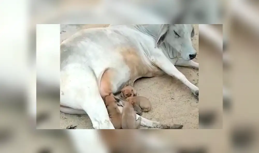 Facebook: vaca conmueve a las redes al adoptar a cachorros que quedaron huérfanos [VIDEO]