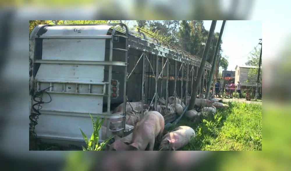 Foto: Captura Pilar a Diario