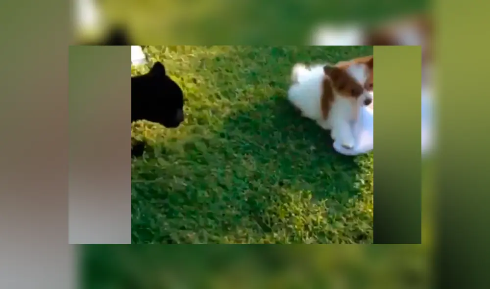 Desliza hacia la izquierda para ver el tierno encuentro entre una pantera y un osado perro.