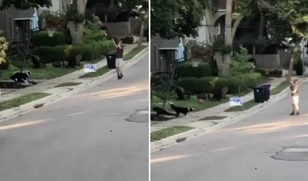 Las imágenes del perro basquetbolista se volvieron virales en el mundo. Foto: Facebook/Captura/Viva basquet