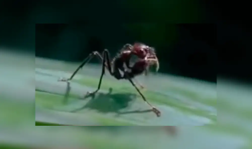 YouTube viral: hongo parásito vuelve 'zombie' a hormiga y todo queda registrado en video