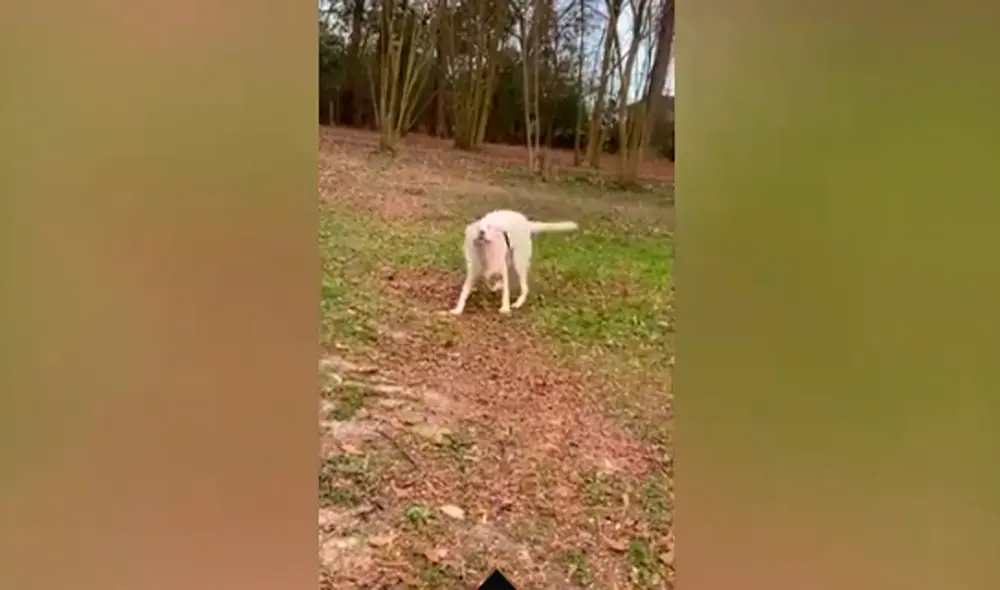 Desliza las imágenes para conocer a Lyla, la perrita que perdió la vista y el oído, pero a pesar de ello, ofrece mucho amor. Foto: captura de Facebook
