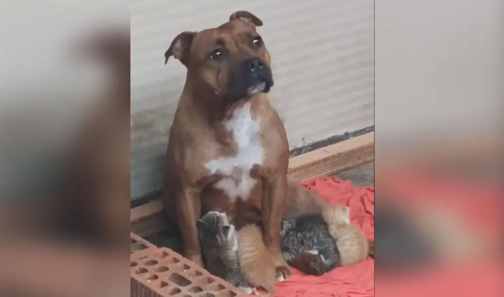 Esta perrita ha conmovido a miles de usuarios en las redes sociales al mostrar su noble actitud hacia los pequeños felinos. Foto: captura de YouTube Esta perrita ha conmovido a miles de usuarios en las redes sociales al mostrar su noble actitud hacia los pequeños felinos. Foto: captura de YouTube