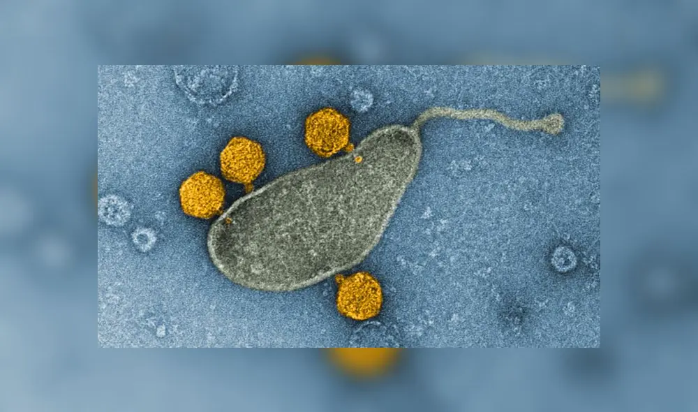 Los virus, de color naranja, unidos a una vesícula de membrana de la bacteria marina SAR11, de color gris. Crédito: Nature Microbiology. Los virus, de color naranja, unidos a una vesícula de membrana de la bacteria marina SAR11, de color gris. Crédito: Nature Microbiology.