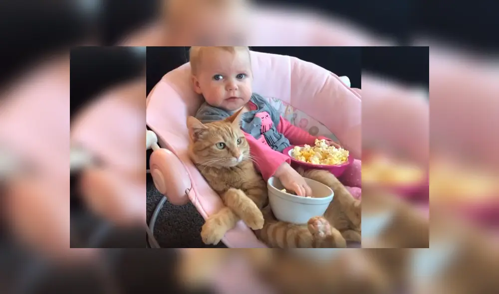Desliza las imágenes hacia la izquierda para apreciar la emotiva escena que protagonizaron una bebé junto a su gato.