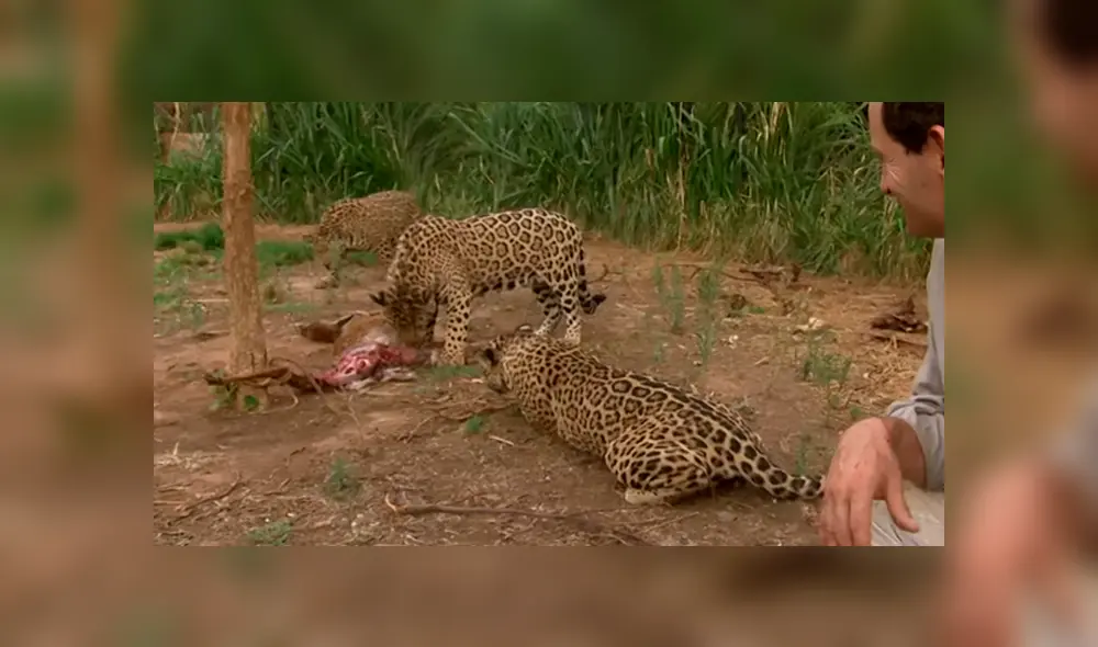 Los jaguares serían liberados en poco tiempo, mientras tanto, aprenden a vivir solos. Foto: captura. Los jaguares serían liberados en poco tiempo, mientras tanto, aprenden a vivir solos. Foto: captura.
