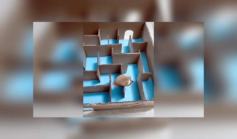 Desliza para ver el desenlace de este video viral de YouTube. Foto: Captura. Desliza para ver el desenlace de este video viral de YouTube. Foto: Captura.