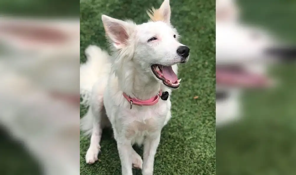 Desliza las imágenes hacia la izquierda para conocer la conmovedora historia de una perrita llamada Gardenia. Foto: The Dodo/ Referencial