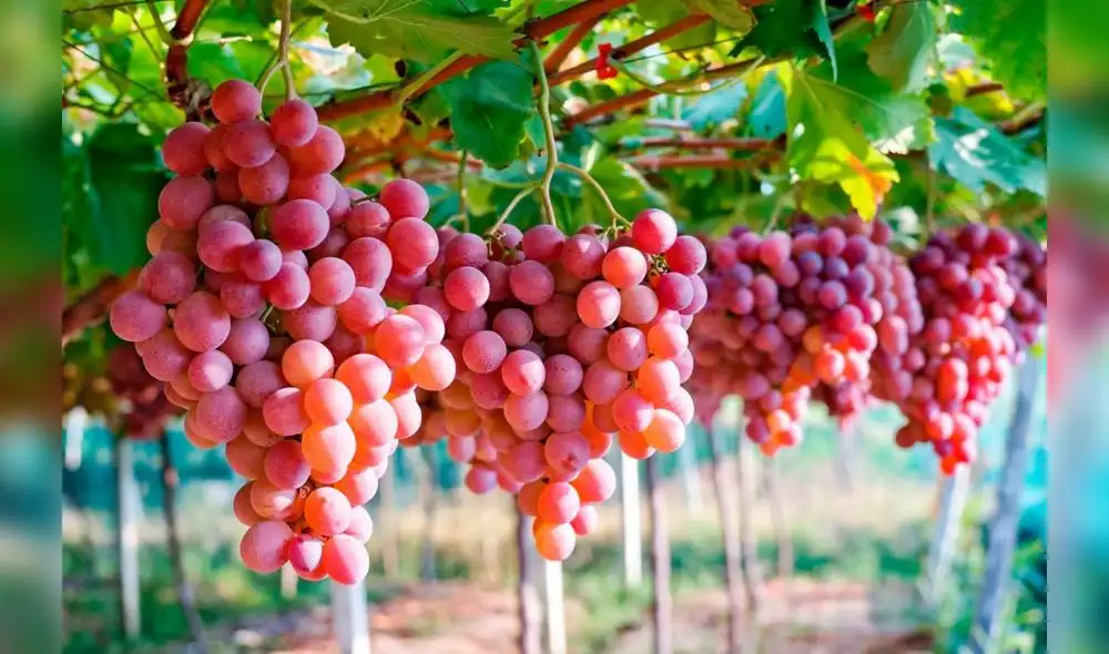 Foto: Minagri Foto: Minagri