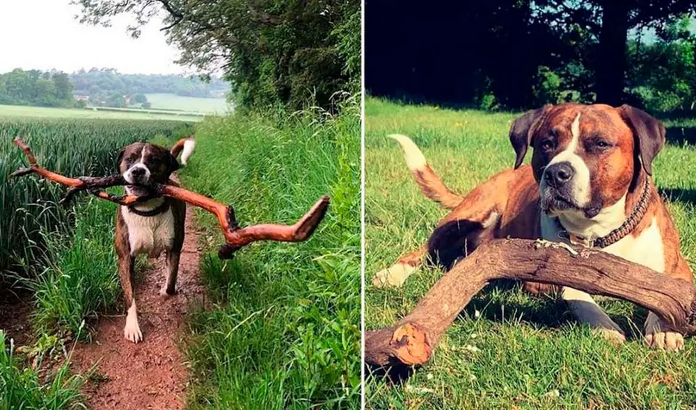 Snoop busca troncos todos los días para entregárselo a su dueño. Foto: FACEBOOK/THE BIG SNOOP DOG Snoop busca troncos todos los días para entregárselo a su dueño. Foto: FACEBOOK/THE BIG SNOOP DOG