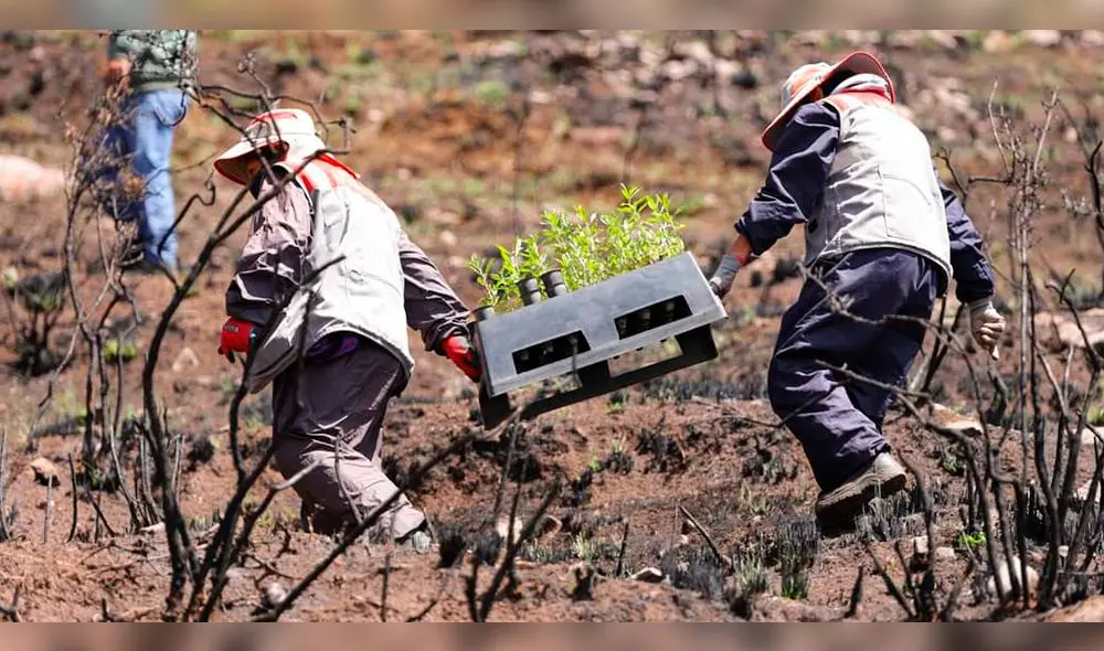 Trabajadores llevaron plantones de árboles. Foto: Municipalidad de Cusco