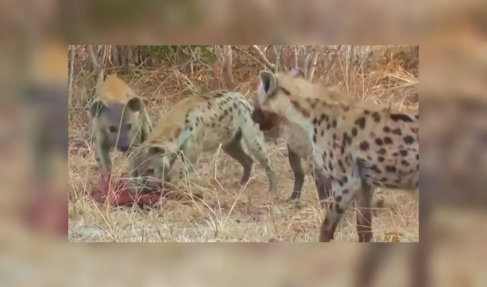 Un video viral de YouTube registró el brutal ataque que sufrió una manada de hienas por la furia de una jauría de perros salvajes, que invadieron territorio prohibido para recuperar a su presa. Un video viral de YouTube registró el brutal ataque que sufrió una manada de hienas por la furia de una jauría de perros salvajes, que invadieron territorio prohibido para recuperar a su presa.