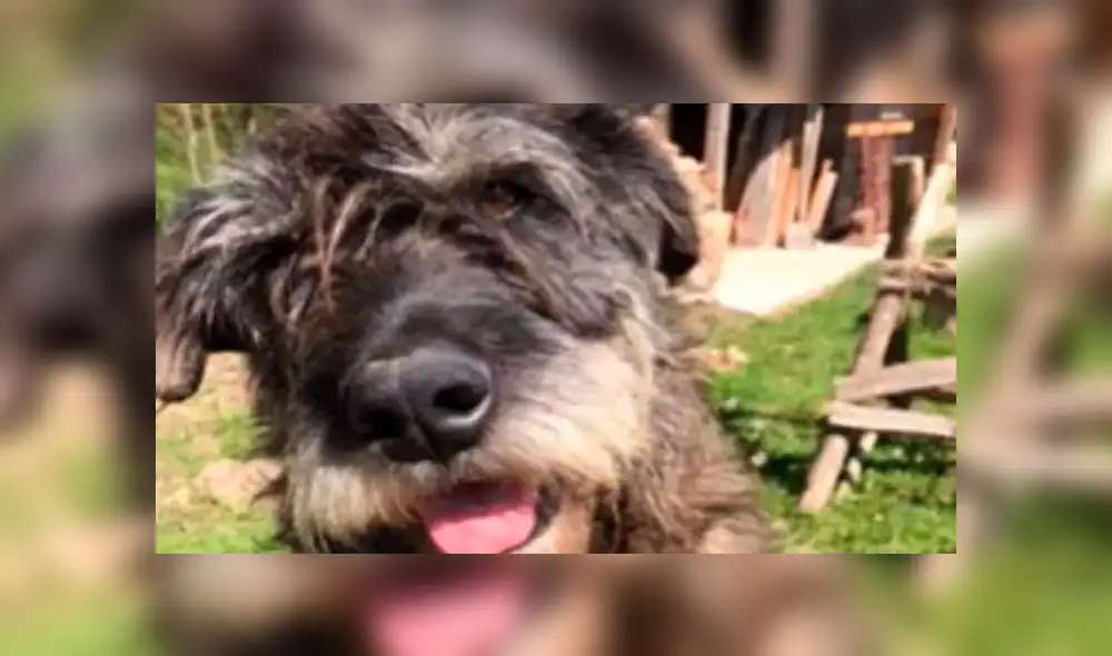 Muere Kiru, el perro al que le insertaron un fuego artificial encendido en la cola Muere Kiru, el perro al que le insertaron un fuego artificial encendido en la cola