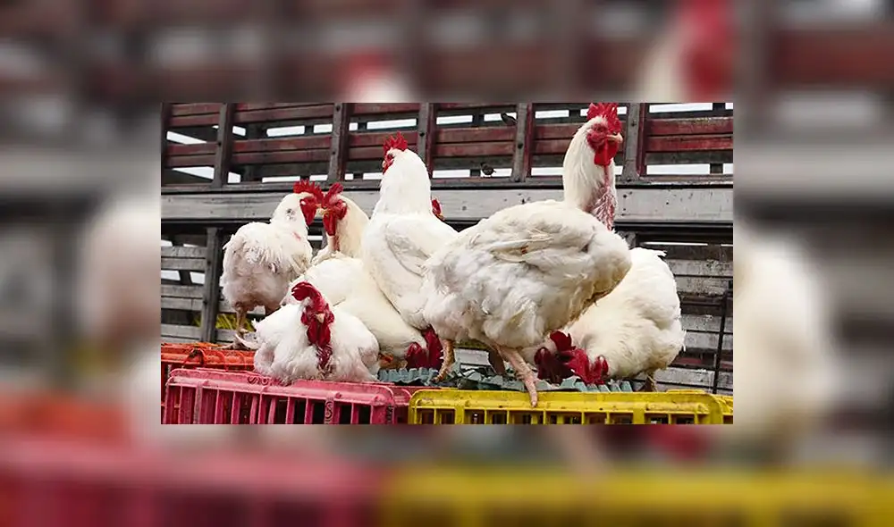 Empresas avícolas solo concentraron el 30% de producción de pollos el 2017 