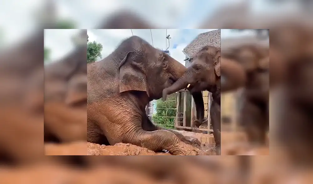 En YouTube, una mamá elefante fue captada en el preciso momento que protagonizó junto a su cría.