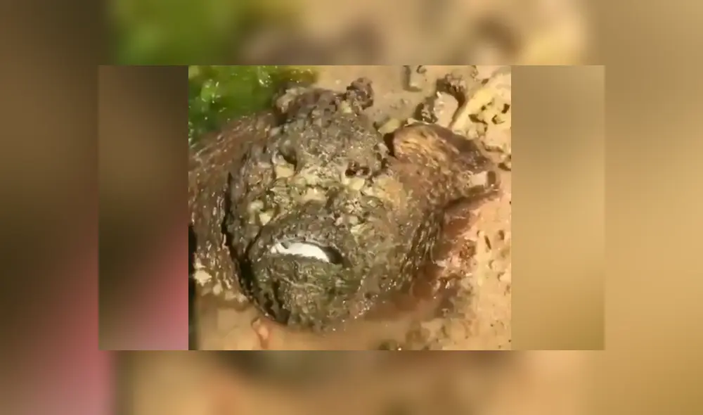 YouTube viral: se topa con misteriosa ‘piedra’ en charco de agua, se acerca y descubre algo insólito YouTube viral: se topa con misteriosa ‘piedra’ en charco de agua, se acerca y descubre algo insólito