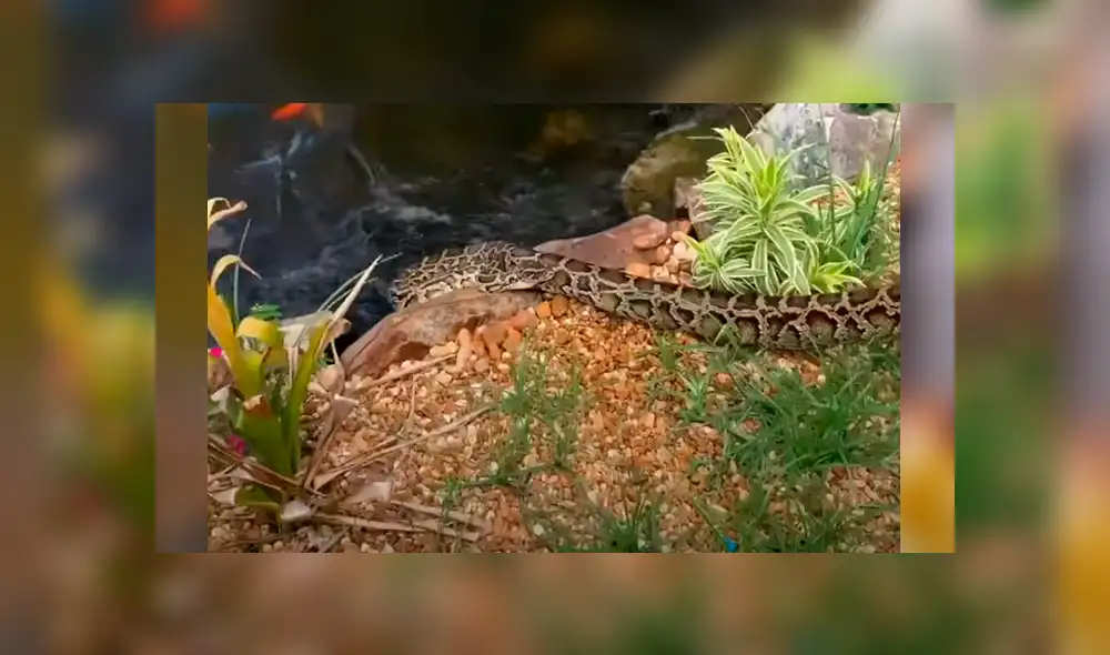 El protagonista del video viral de Facebook atrapó a una letal criatura. El protagonista del video viral de Facebook atrapó a una letal criatura.