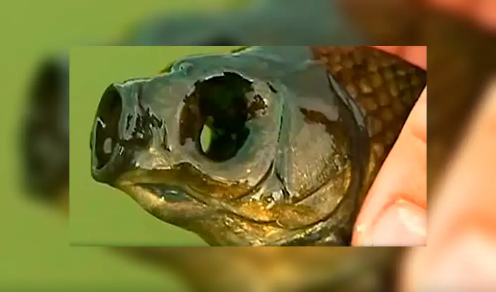 YouTube: ¿Pescador captura a extrañas especies en río de Chérnobil?